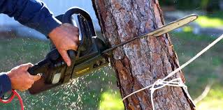  Woodson Terrace, MO Tree Care Pros