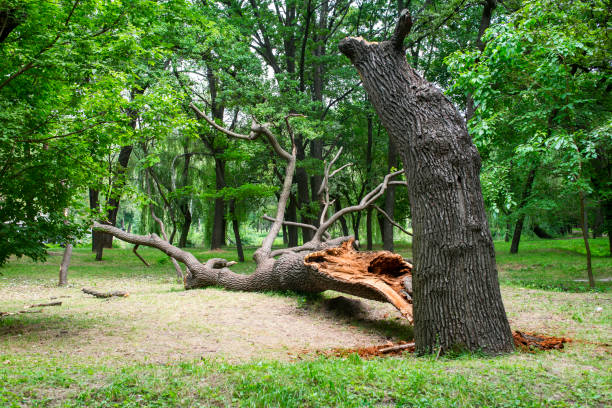 Best Lot and Land Clearing  in Woodson Terrace, MO