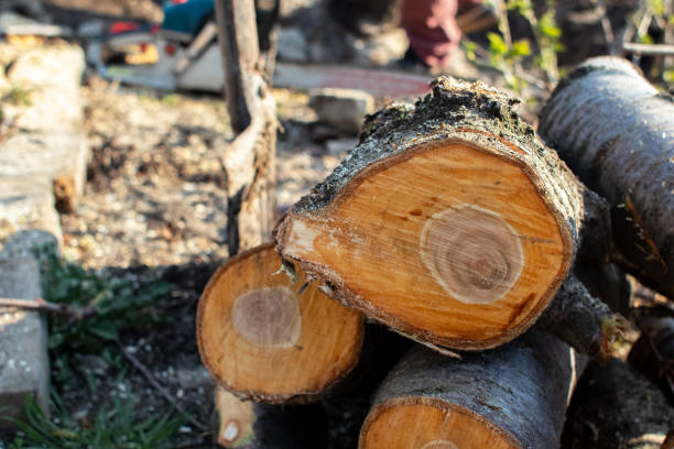 Best Tree Mulching  in Woodson Terrace, MO