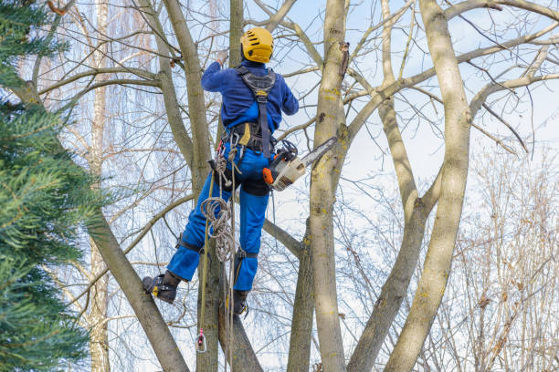 Best Tree Health Inspection  in Woodson Terrace, MO