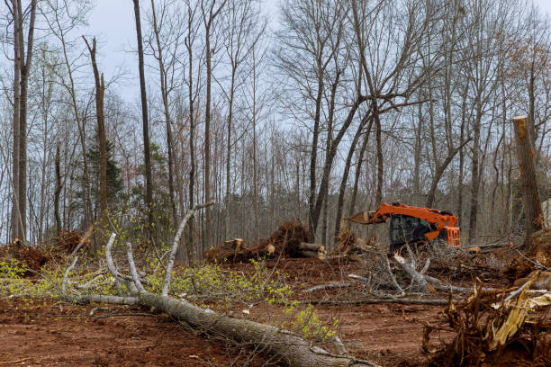 Best Stump Grinding and Removal  in Woodson Terrace, MO