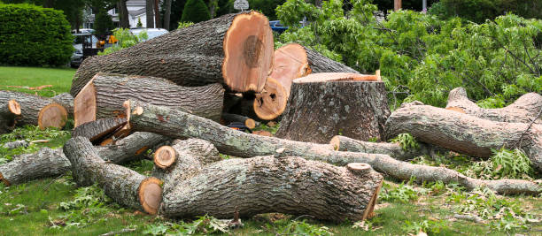 Best Firewood Processing and Delivery  in Woodson Terrace, MO