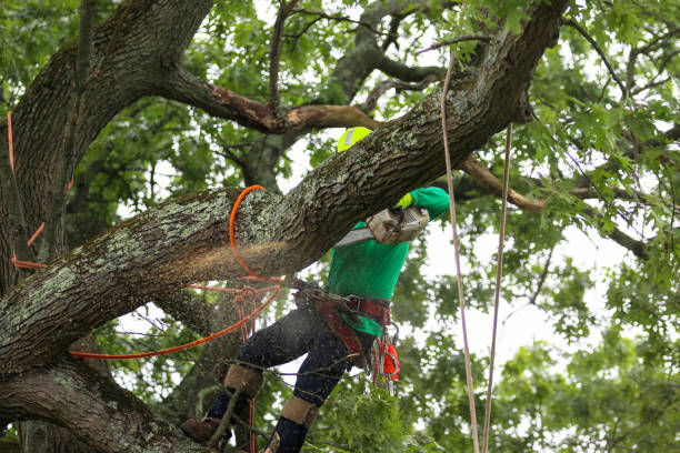 Best Lawn Renovation and Restoration  in Woodson Terrace, MO