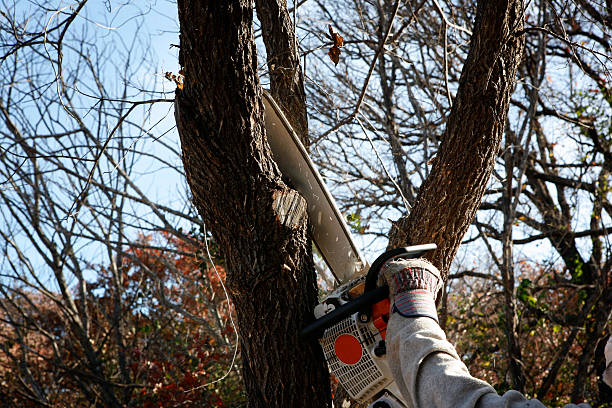 Best Emergency Tree Removal  in Woodson Terrace, MO
