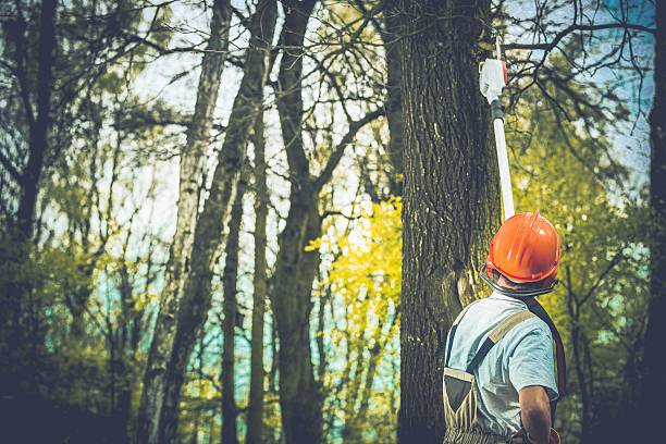 Woodson Terrace, MO Tree Care Company