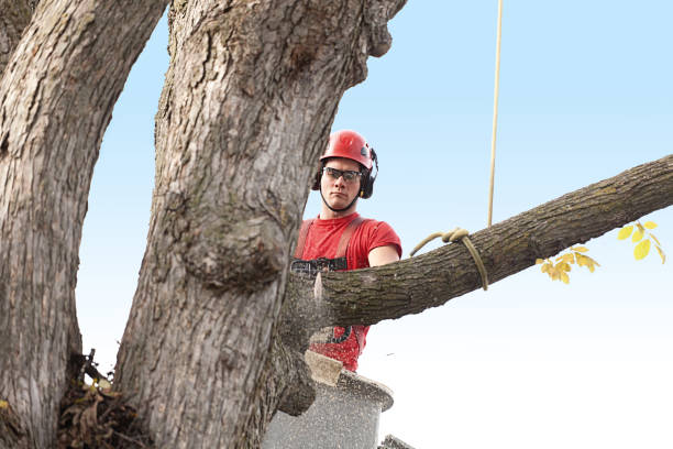 Best Tree Disease Treatment  in Woodson Terrace, MO
